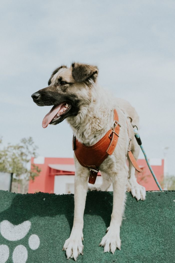 Adorable large dog in harness outdoors, standing on a green platform with mouth open in a playful expression.
