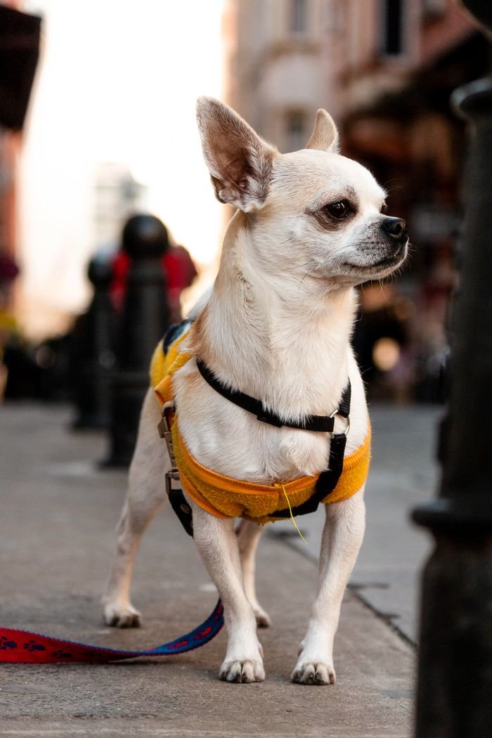 Cute Chihuahua standing confidently on an urban sidewalk wearing a yellow harness.