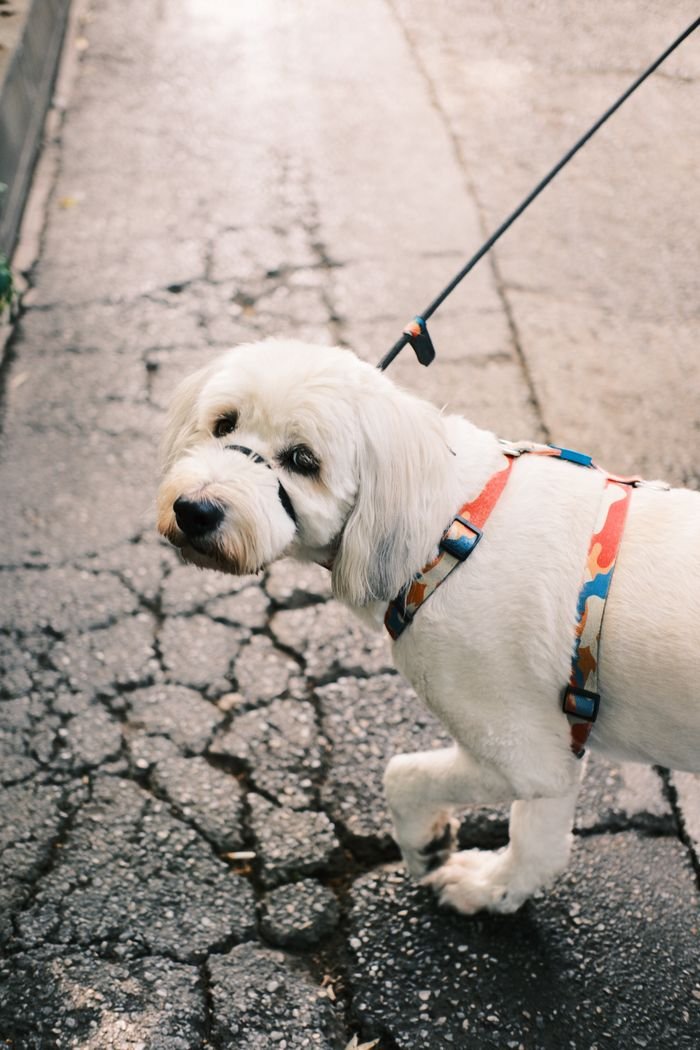White dog with a colorful harness on a leash walking outdoors on a cracked pavement.