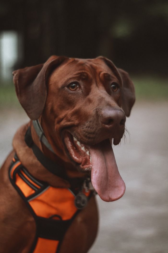 Close-up portrait of a brown dog in a harness, outdoors with tongue out.