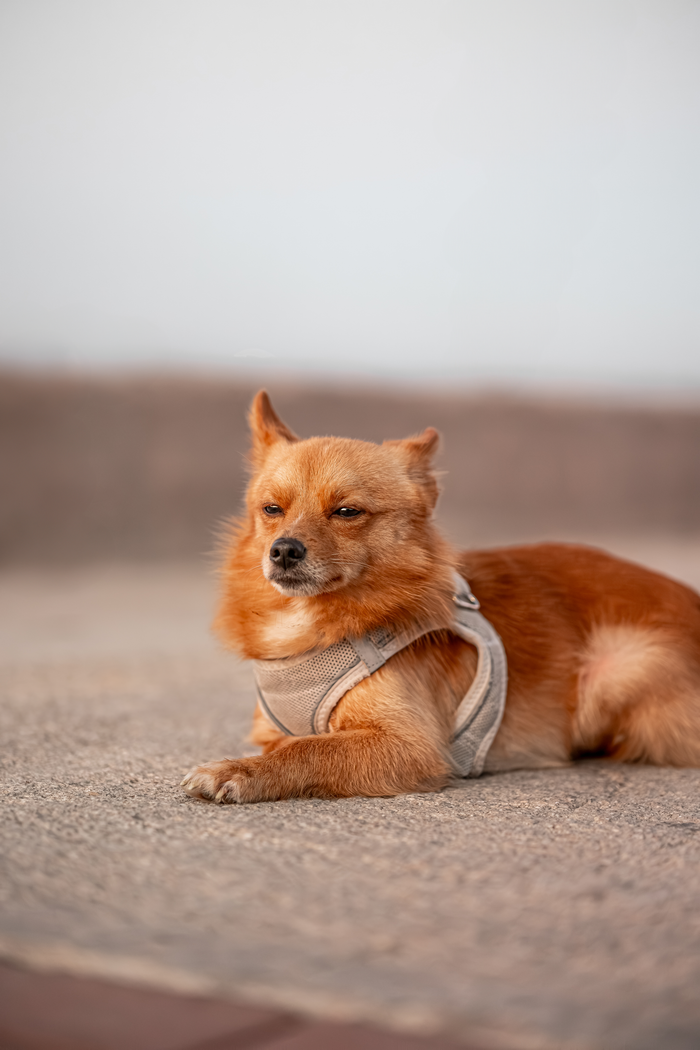 A cute small dog with a fluffy coat relaxing outdoors in Istanbul, basking in the calm environment.