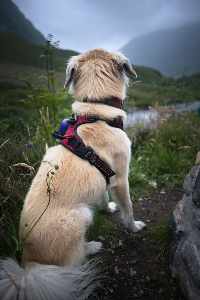 Back view of a dog with a harness sitting on a mountain trail.