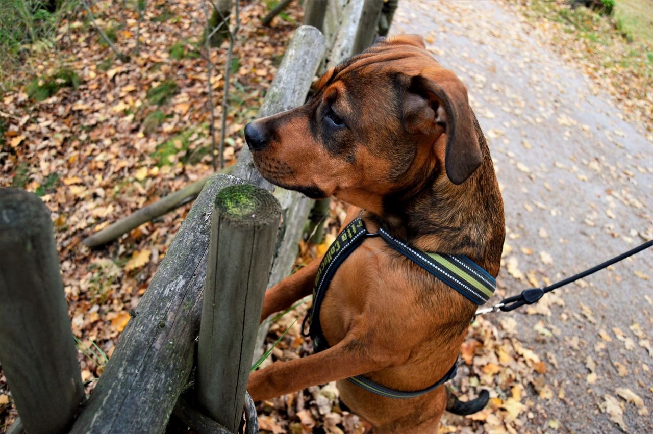 A brown dog on a leash leaning on a wooden fence in an autumn park filled with fallen leaves.